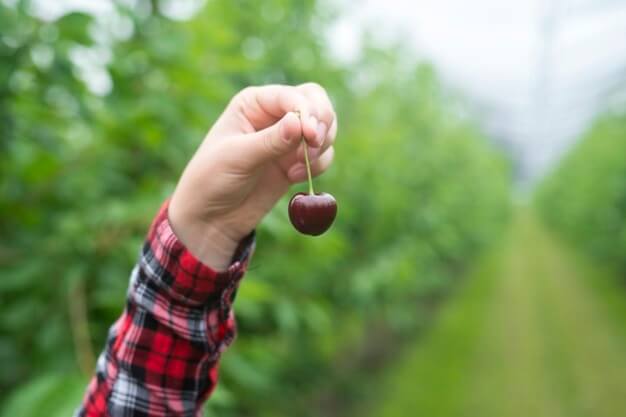 Cherry-picking Tickets Hurts Your Clients